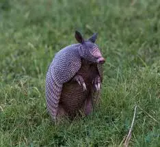Top 10 Facts About Armadillo Poop 