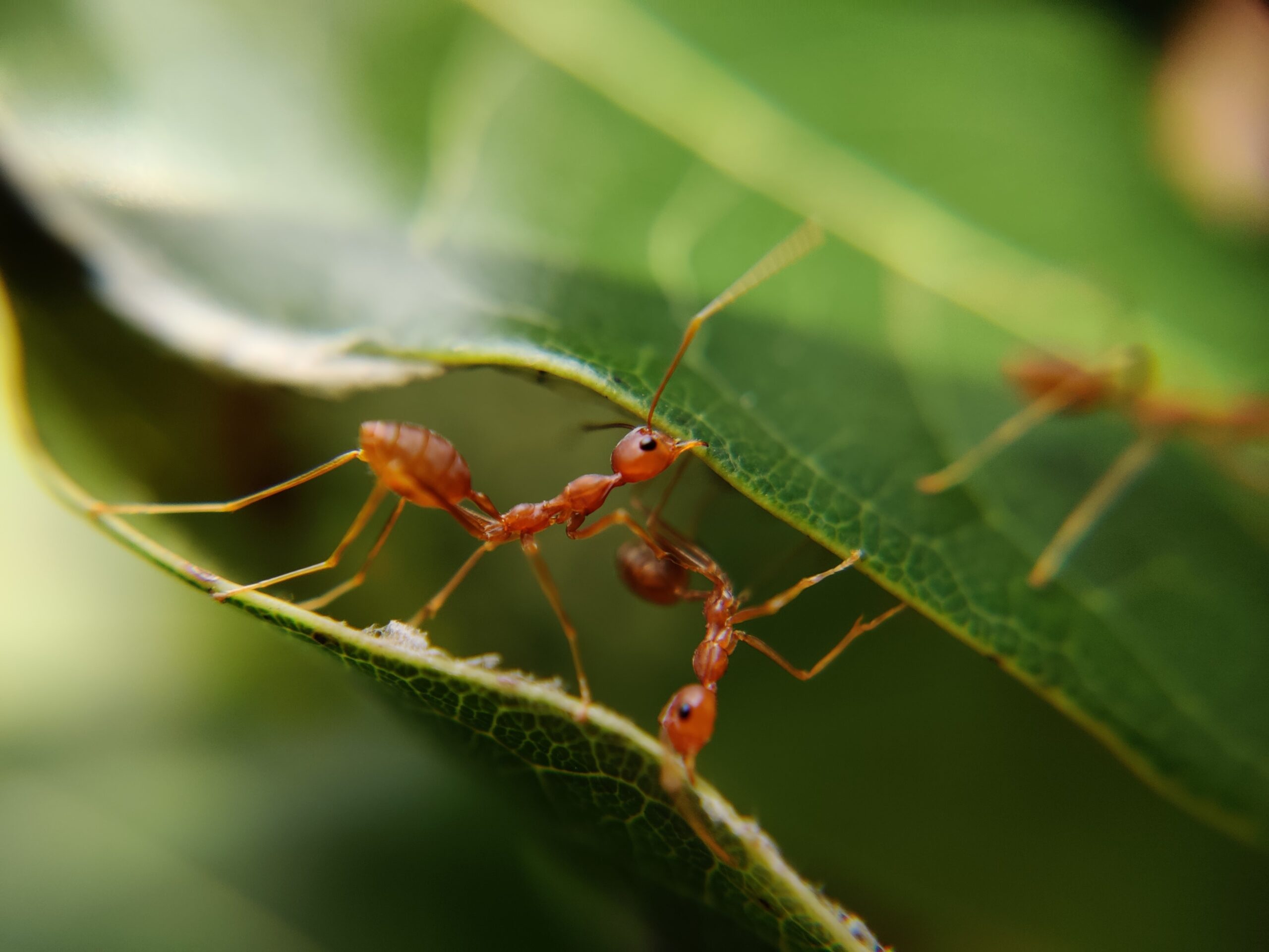 Discover The 5 Types Of Ants Set To Emerge In Utah This Summer 