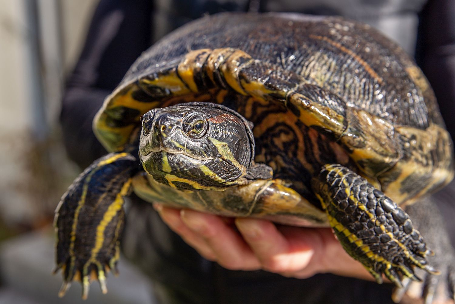 7 Absolute Best Types Of Pet Turtles 