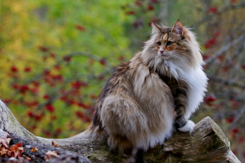 The 8 Most Expensive Cat Breeds Money Can Buy 
