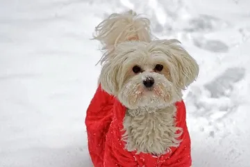 10 Ways To Keep Your Pets Safe This Winter 