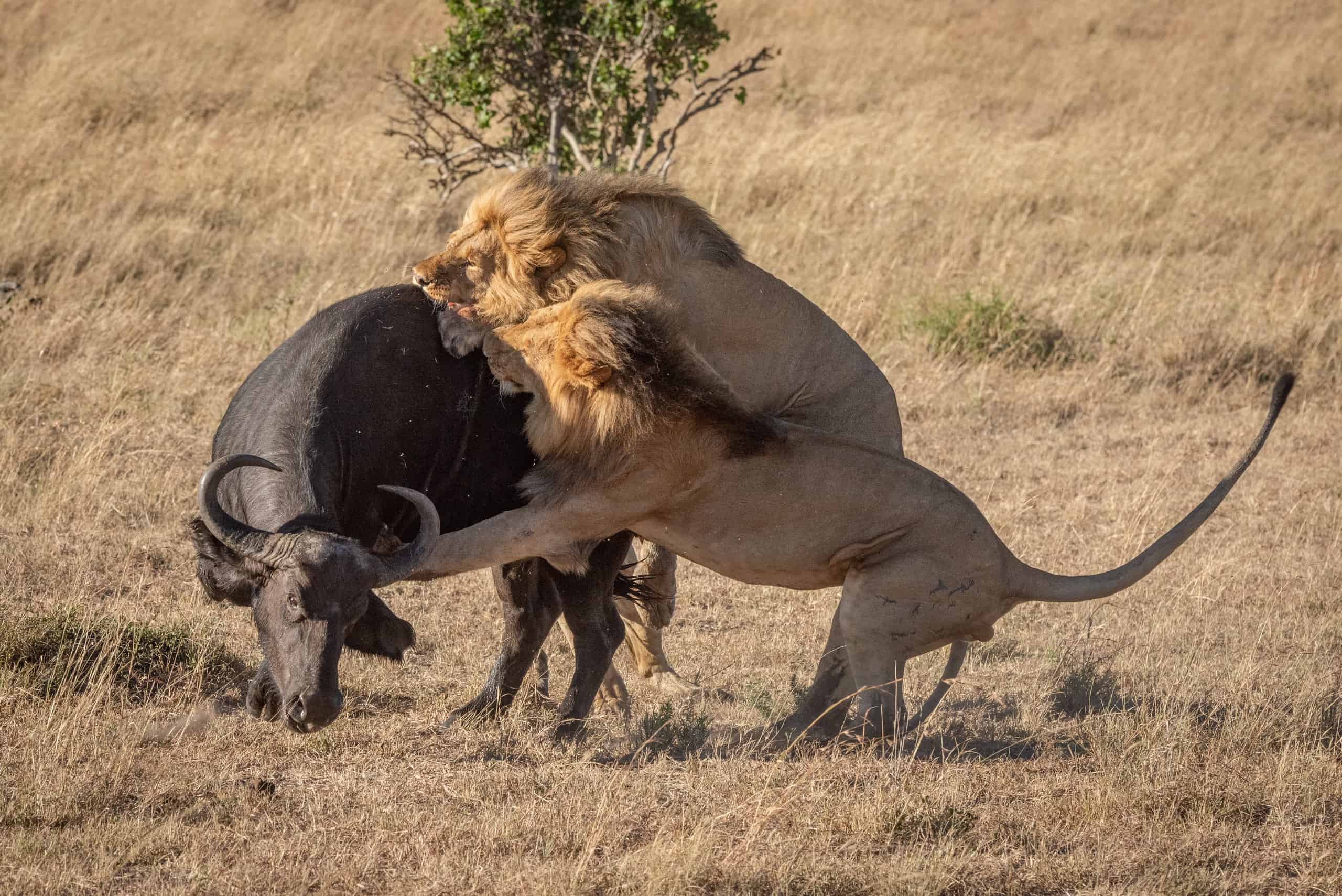 Watch This Lioness Turn Into A Cowboy And Ride A Buffalo 
