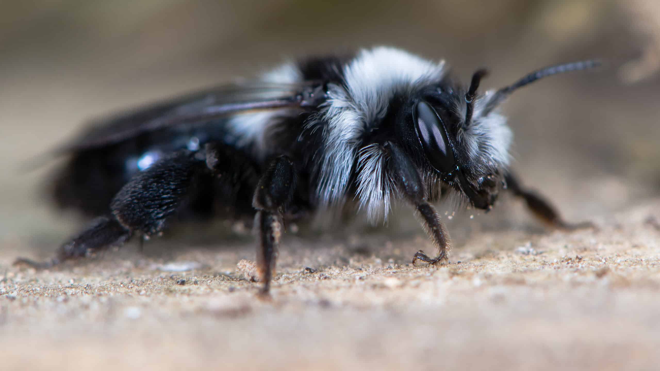 Black And White Bee: What Kind Is It And Does It Sting? 