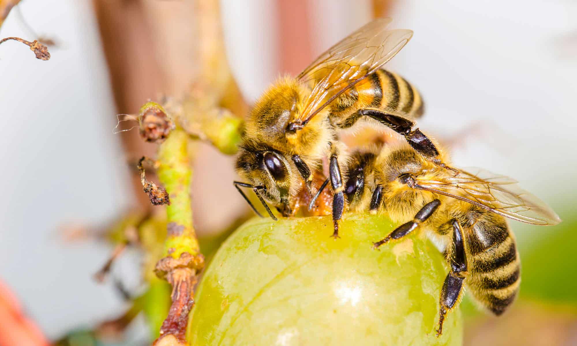 5 Of The 6 Bees Found In Florida: Ranked By Most Painful Sting 