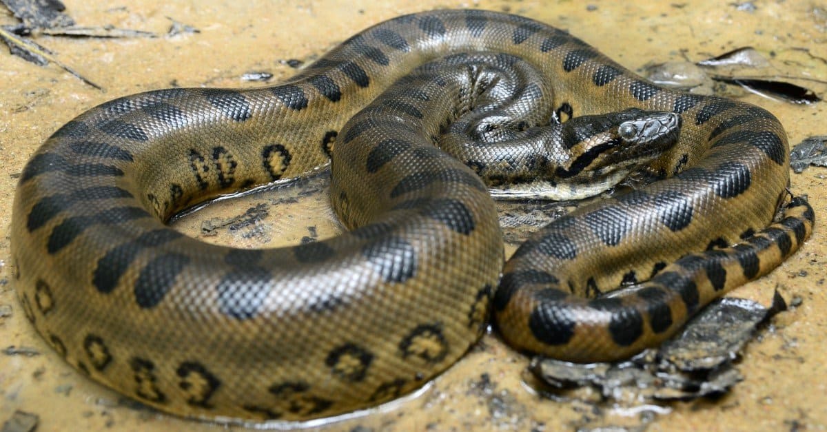 What’S The World’S Biggest Snake That Lives In A Zoo? 