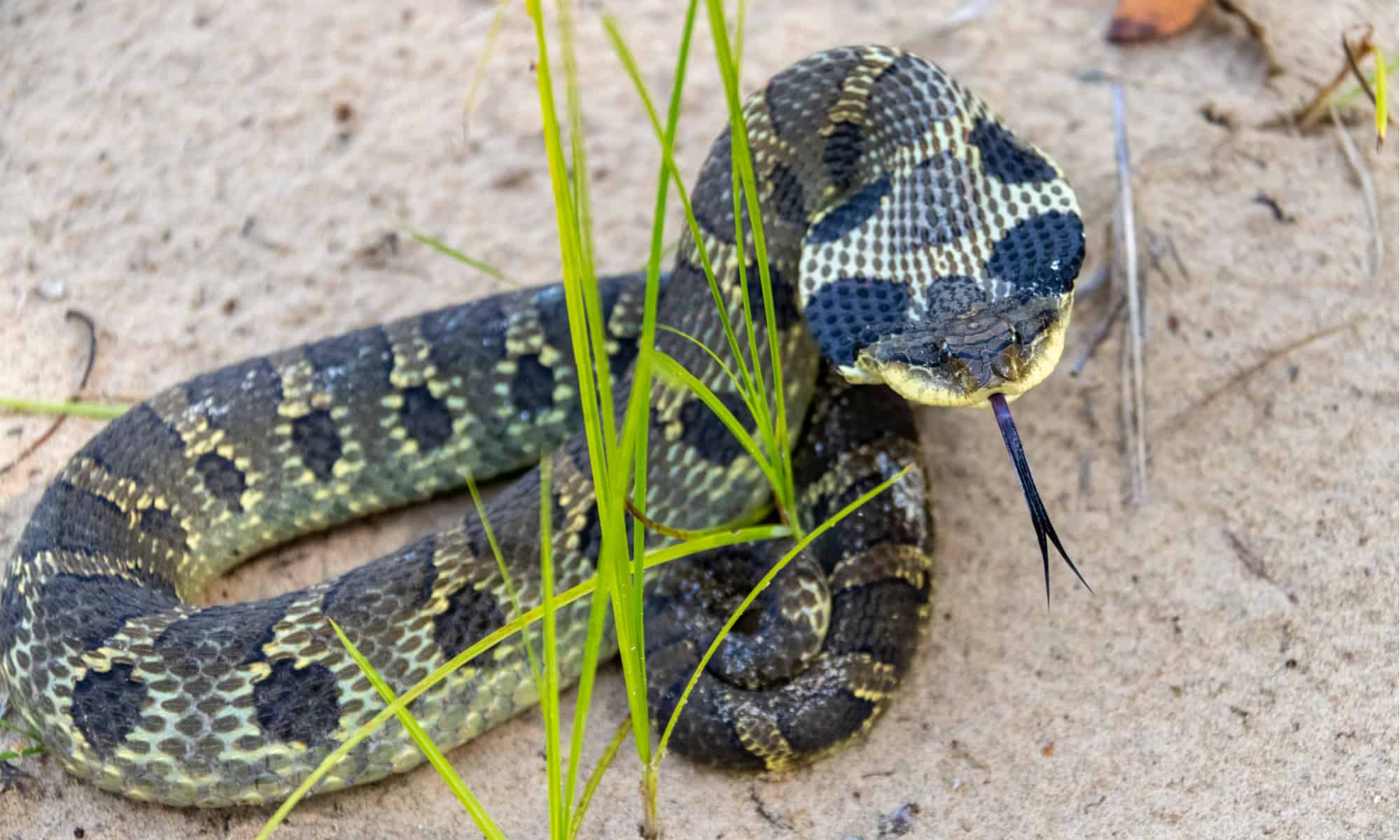 Meet The Slowest Snakes In The World 