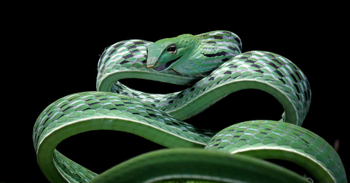 Discover The Largest Vine Snake Ever Found 