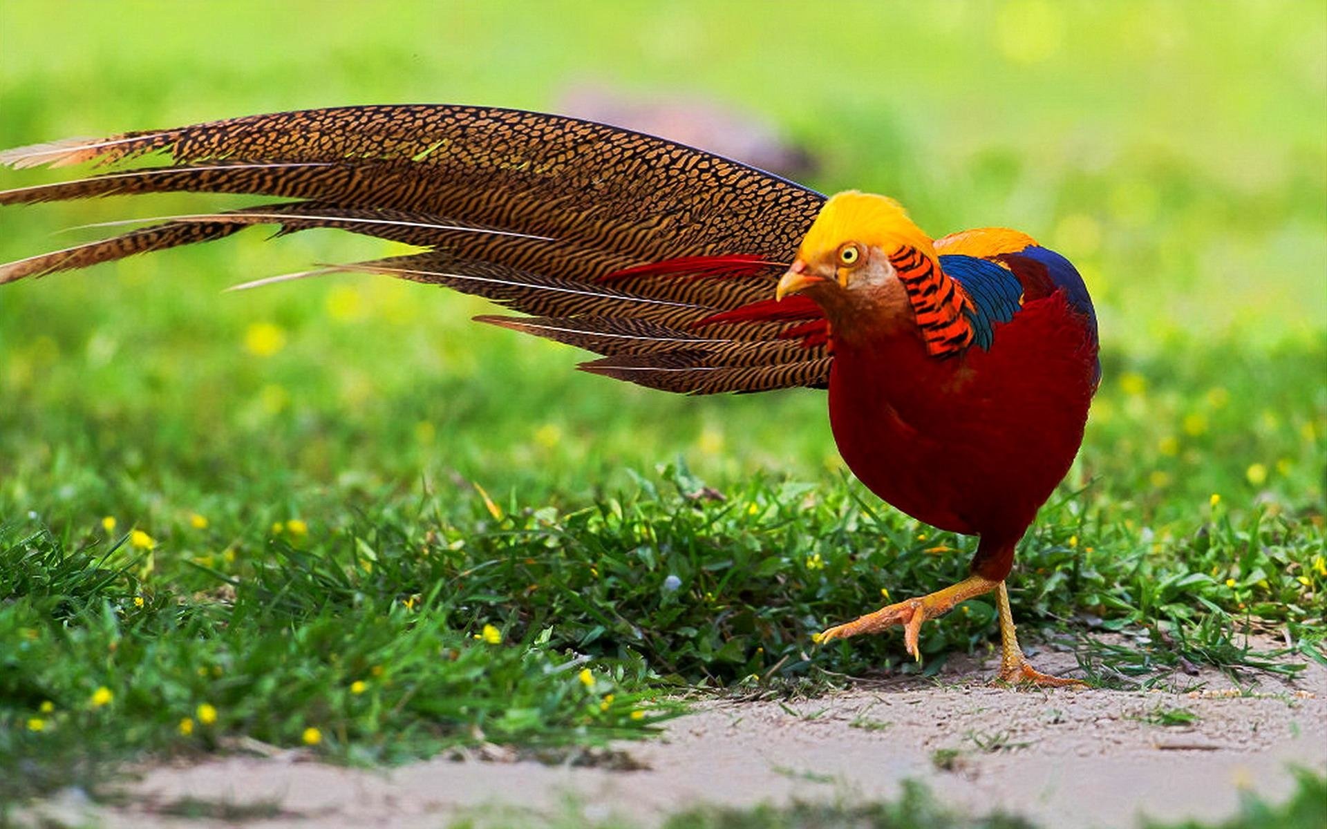 Most Colorful Birds In The World 