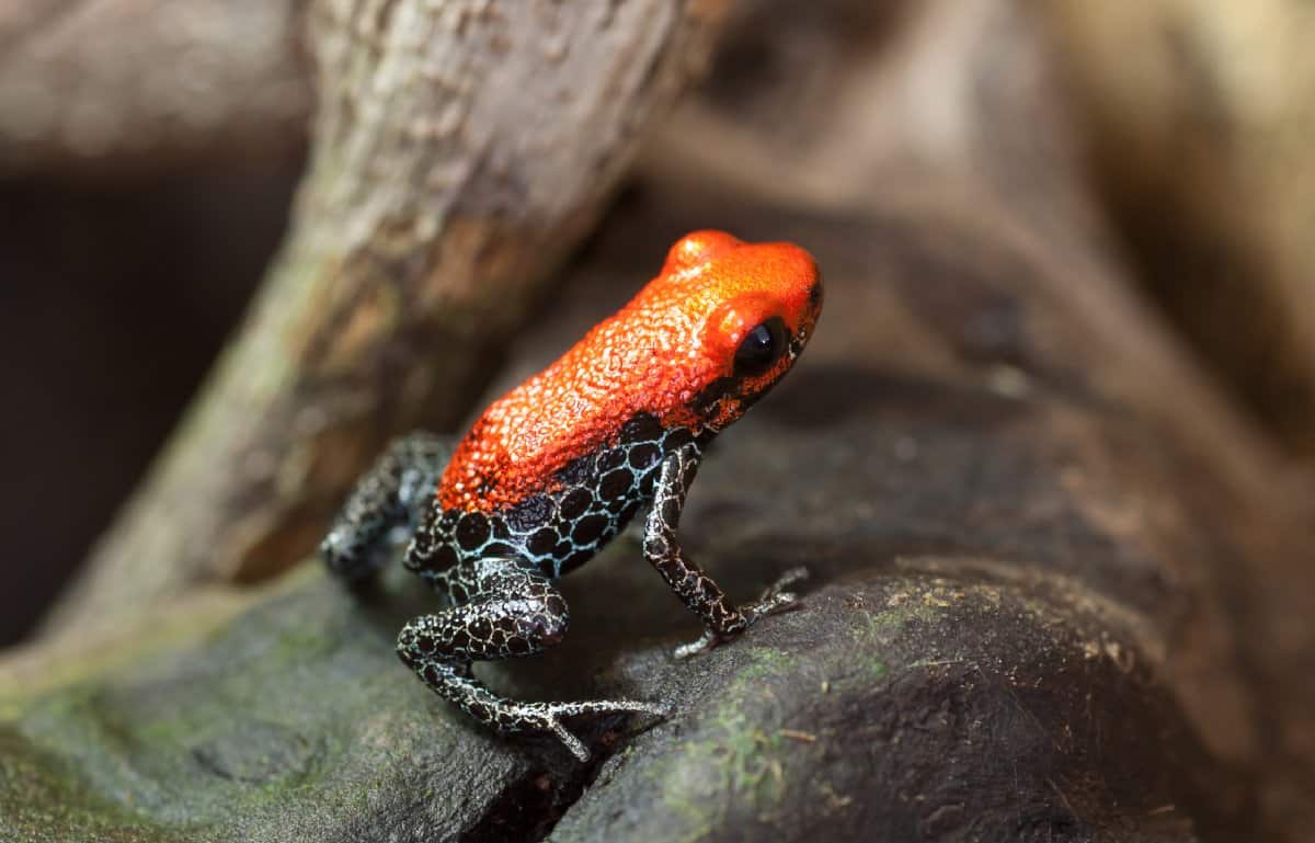 Top 8 Most Toxic Frogs & Toads 