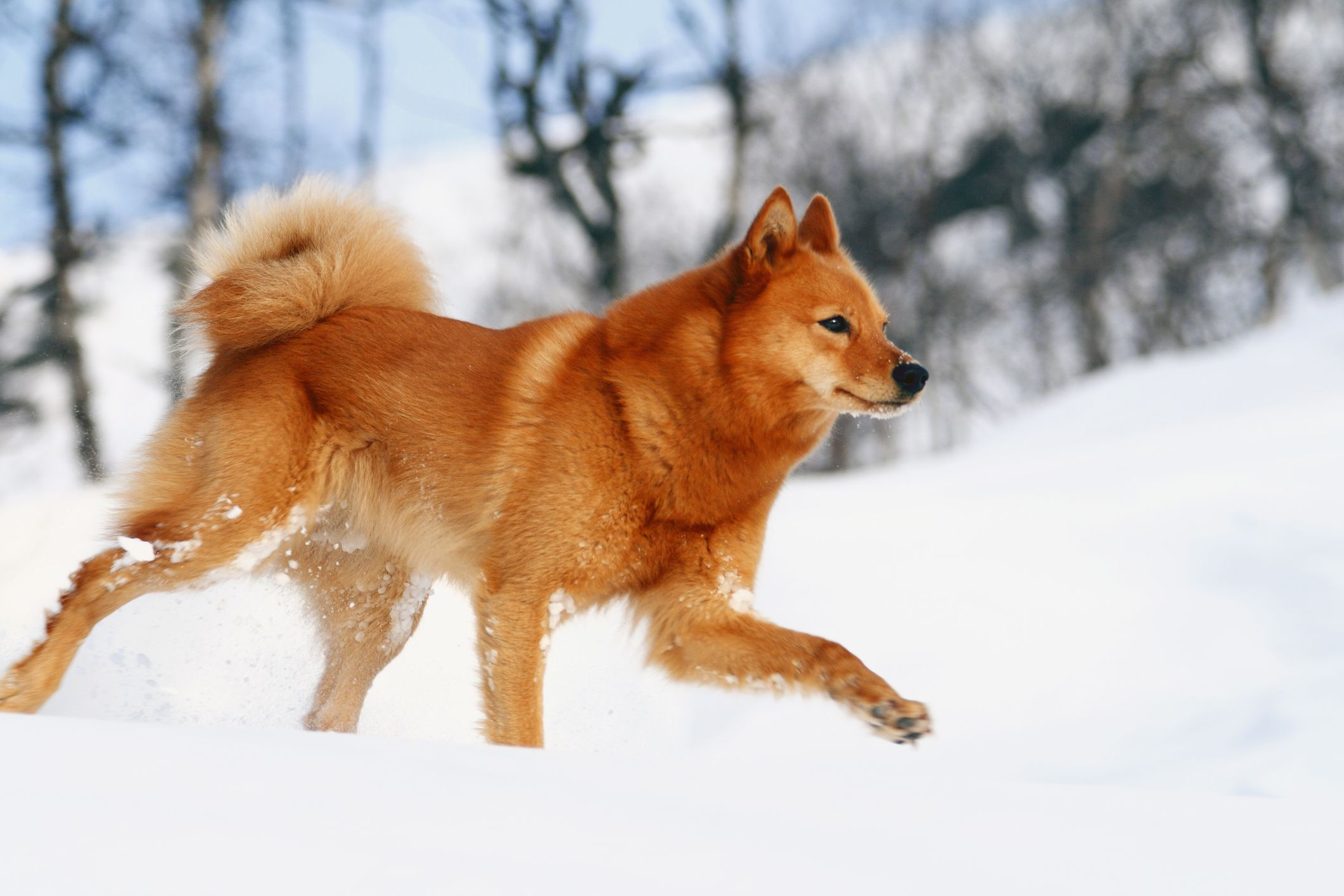 6 Scandinavian Dog Breeds For Cool Climate Living 