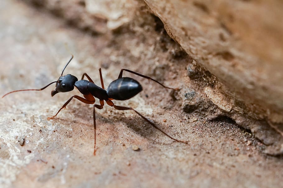 Largest Ants In The World 