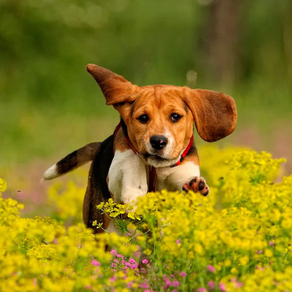 Top 8 Most Playful Dog Breeds For Active Families 