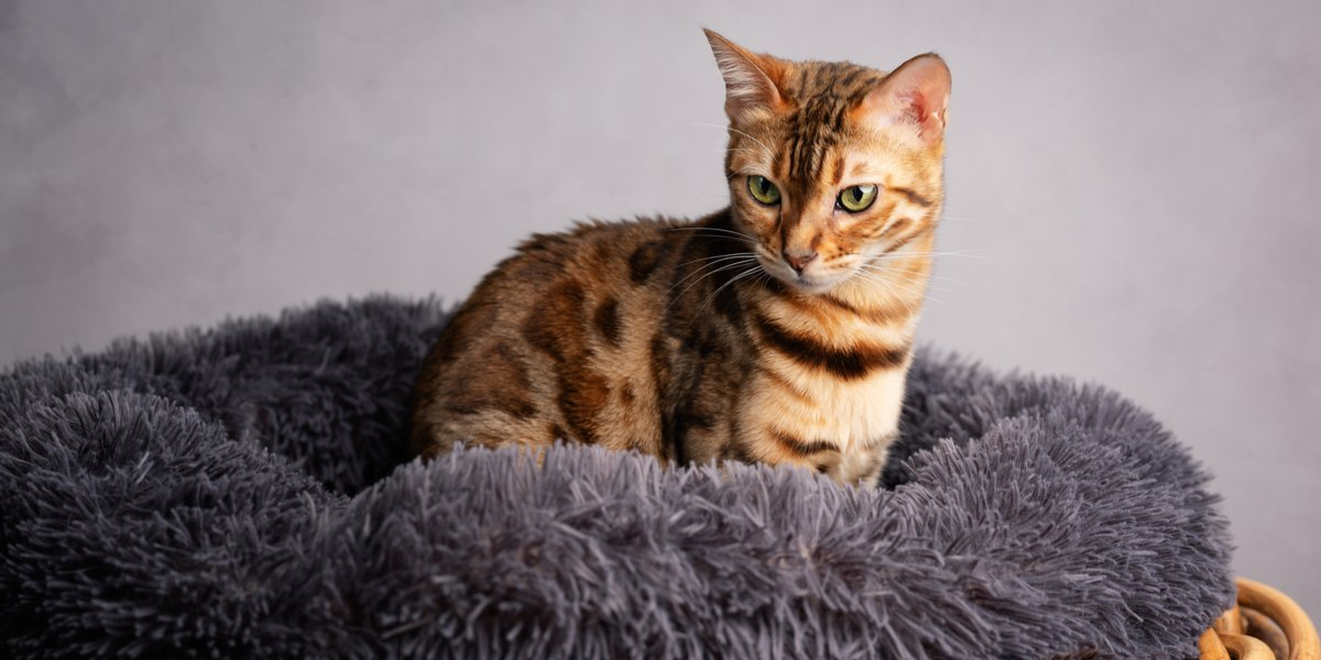 The 7 Best Eco Friendly Cat Beds Of 2023 