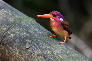 8 Rarest Birds In The World 