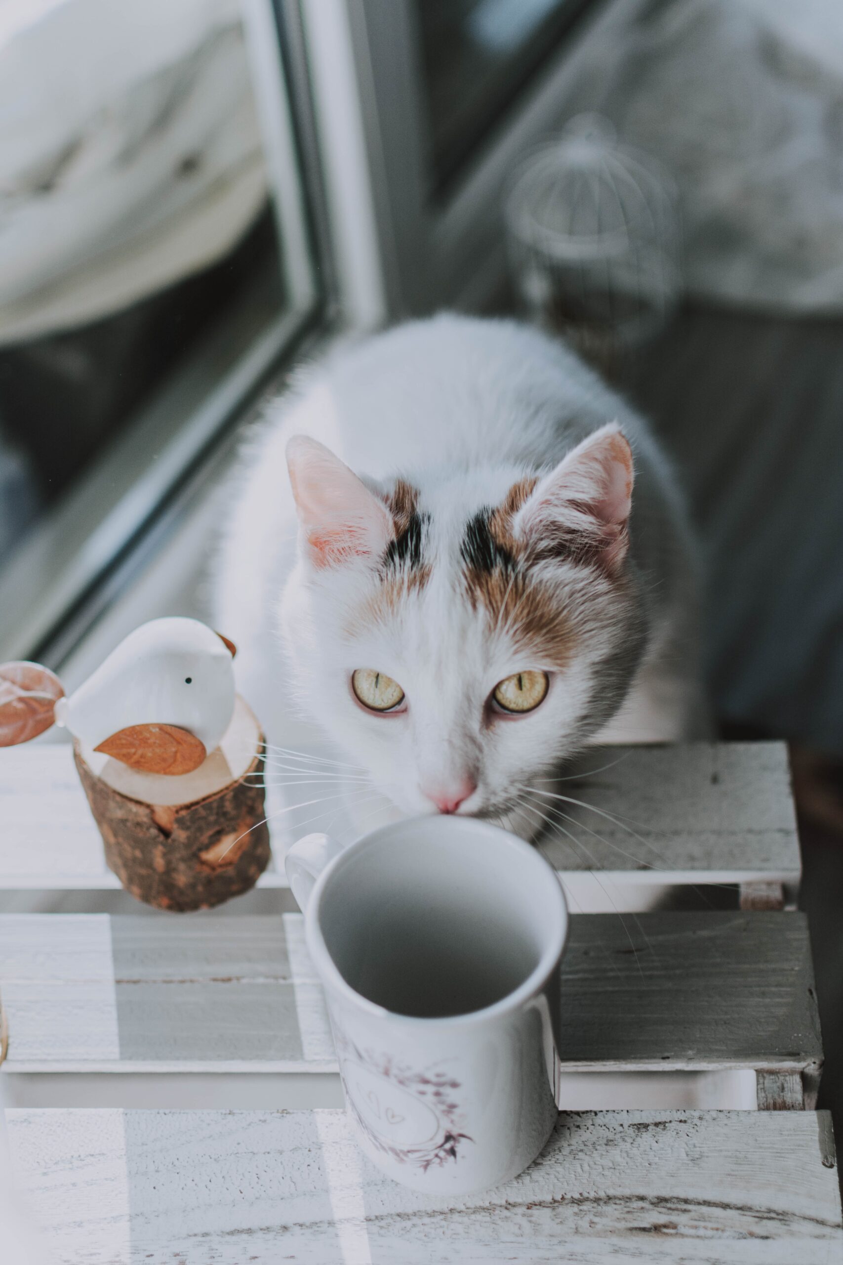 What Are Importance Of Quality Cat Food? 