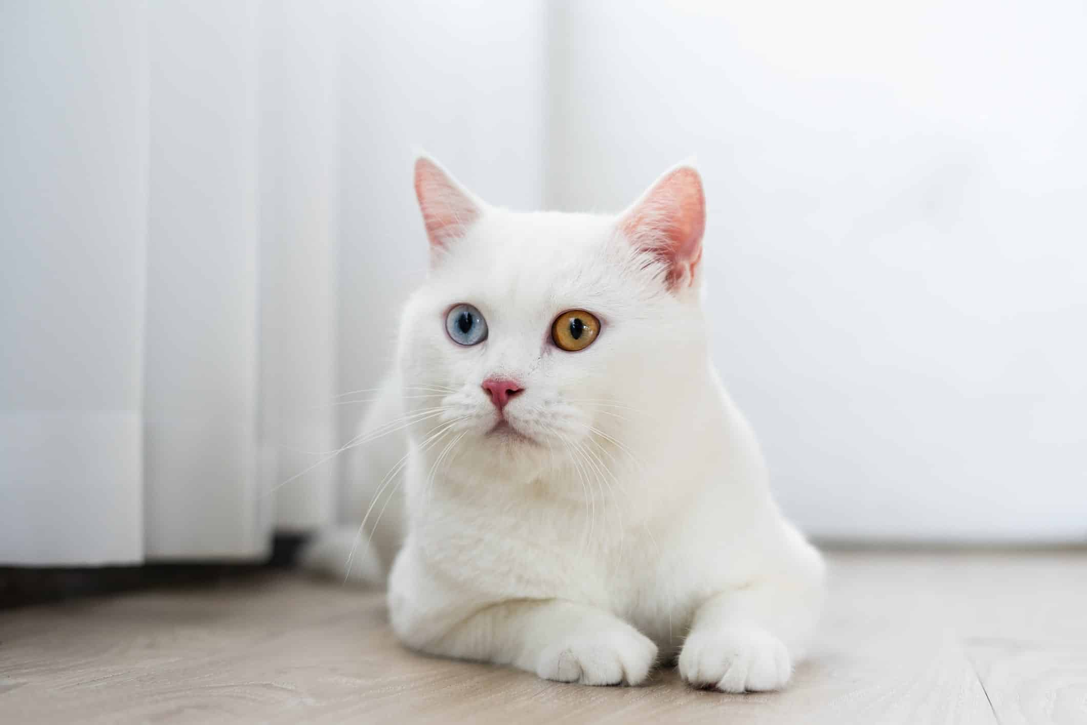 10 Fun Facts About White Cats 