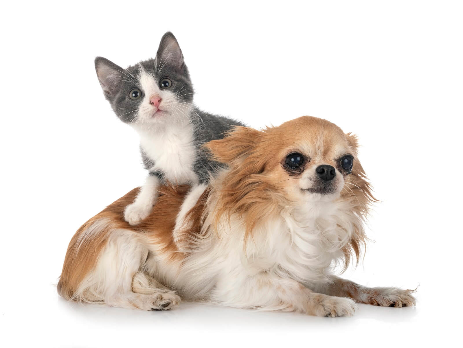 10 Reasons Why Cats Make Better Pets Than Dogs 