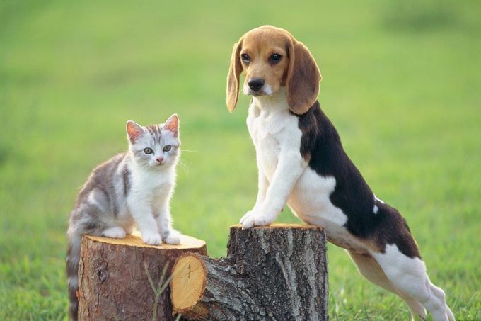 6 Best Dog Breeds That Get Along With Cats 