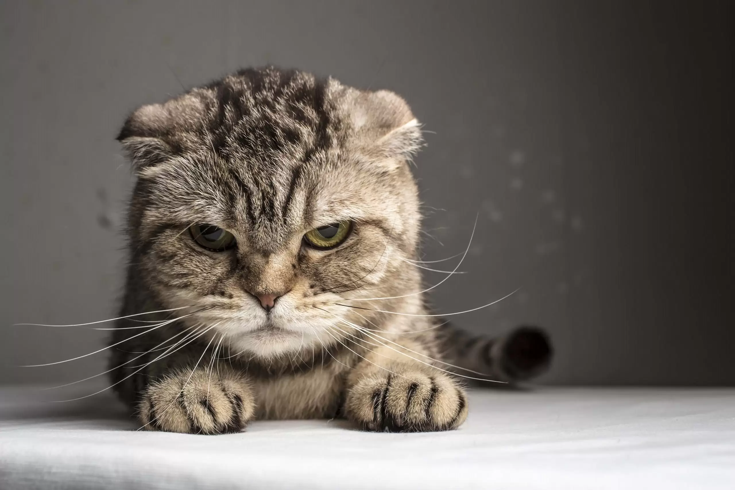 The 7 Things That Cats Hate Most 
