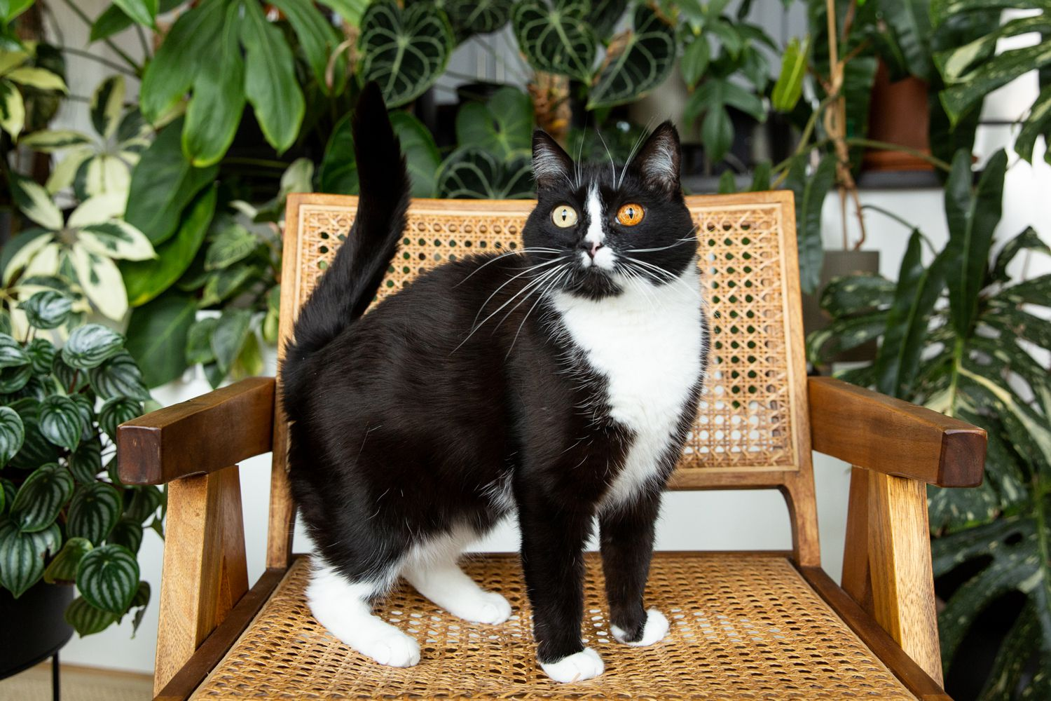 6 Fascinating Facts About Tuxedo Cats 