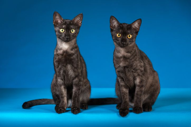 5 Egyptian Cat Breeds 