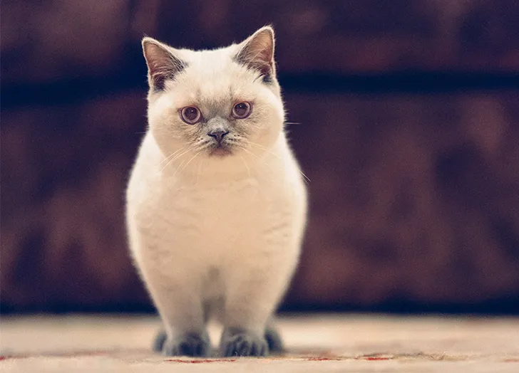 7 Best Cat Breeds For People With Allergies 