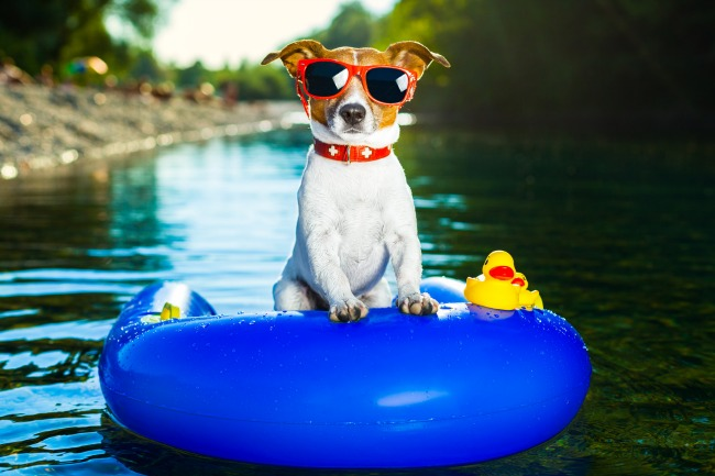 7 Top Tips For Dog Summer Safety 
