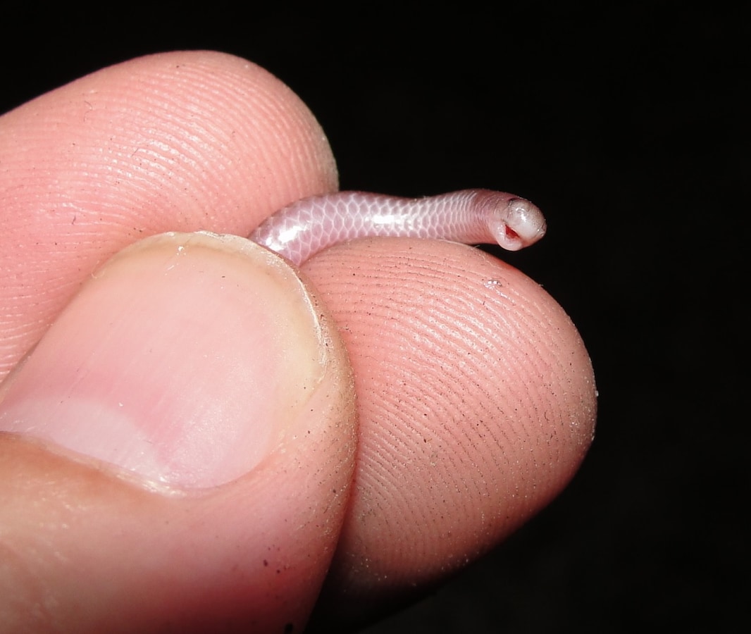 Tiniest Snake Species Ever Found 