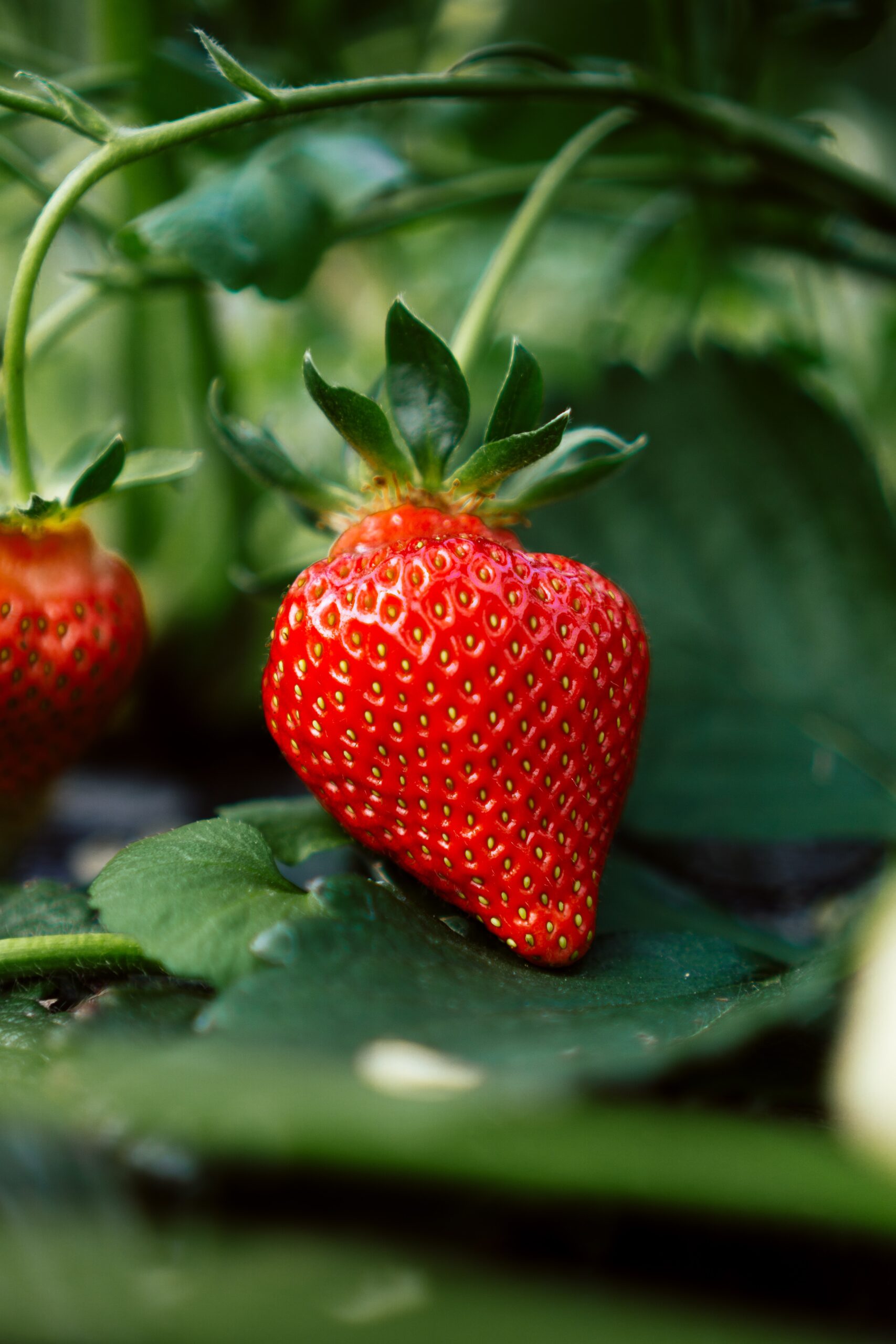 8 Benefits Of Consuming Strawberries 