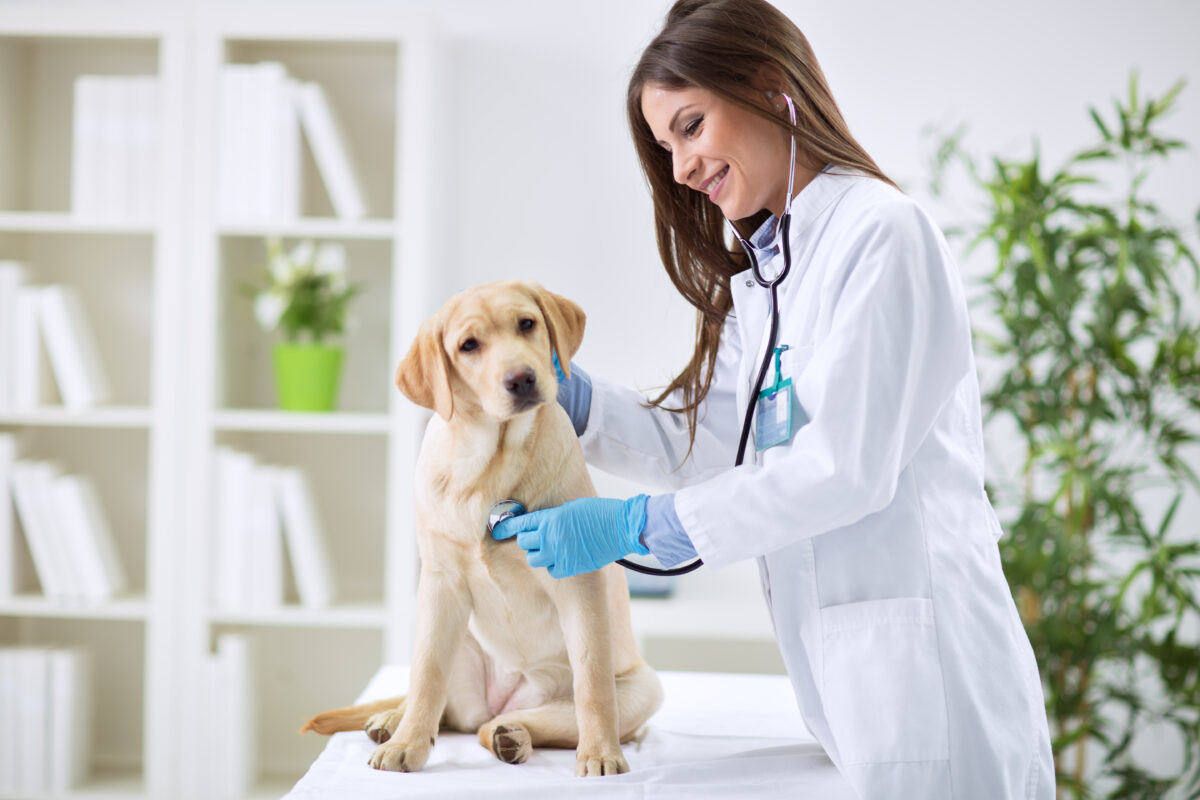 8 Things People Don’T Realize About Being A Veterinarian 