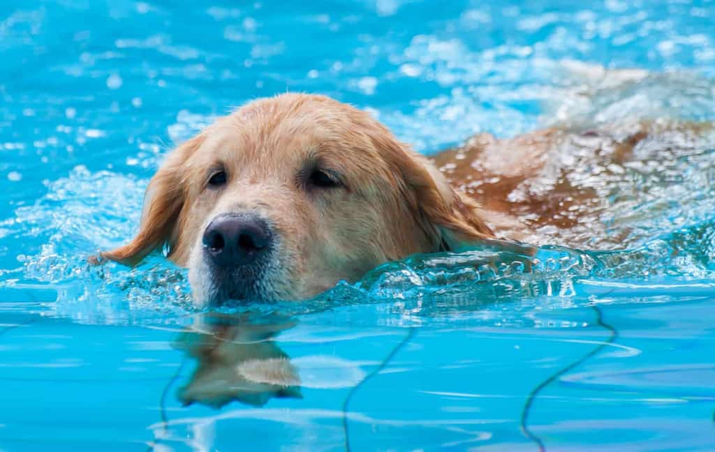 7 Pool Safety Tips For Dogs 